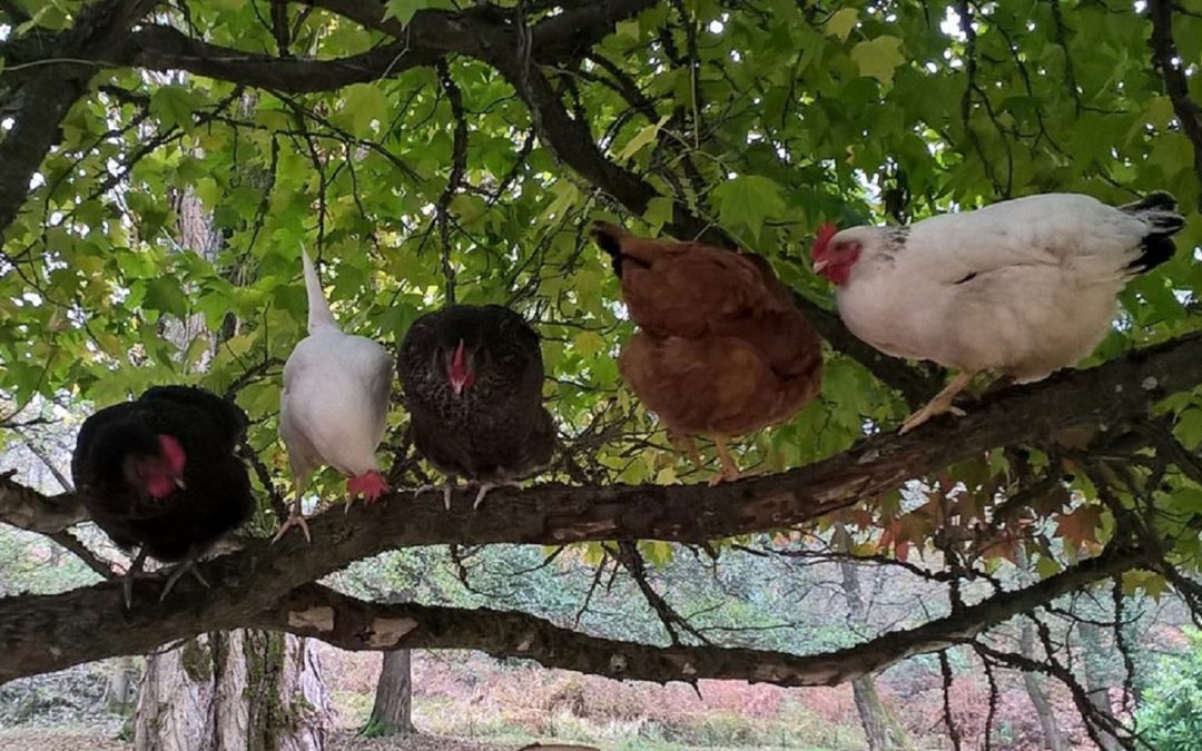 un oeuf à la coque au petit-déjeuner ?