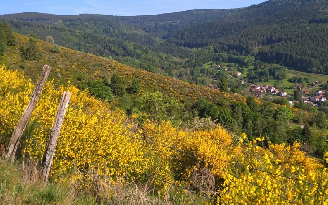 la vallée de la Rothaine au printemps