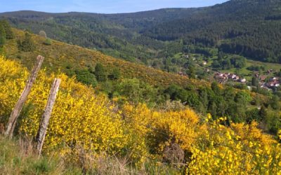 la vallée de la Rothaine au printemps